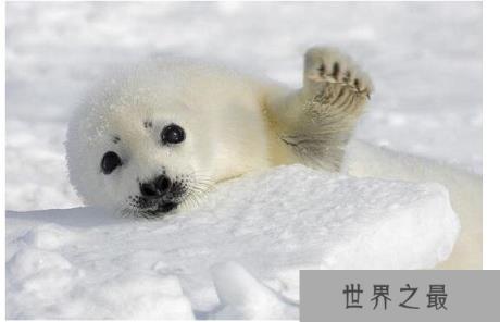世界上最耐寒的动物排名,能在零下60度严寒生活的企鹅排名最后