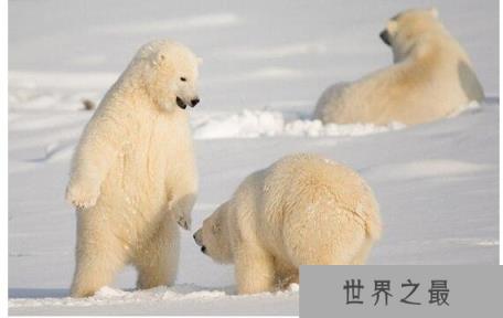 世界上最耐寒的动物排名,能在零下60度严寒生活的企鹅排名最后