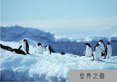 世界上最耐寒的动物排名,能在零下60度严寒生活的企鹅排名最后