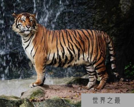 世界上最凶猛老虎排名，东北虎实力最强(是体重最大猫科动物)