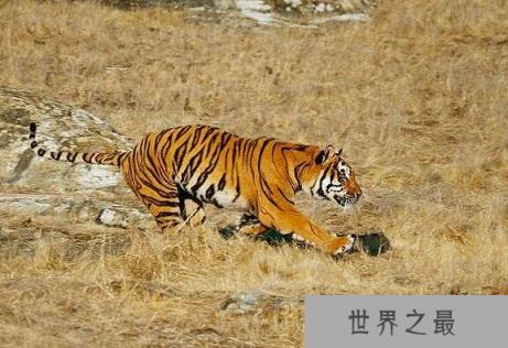 世界上最凶猛老虎排名，东北虎实力最强(是体重最大猫科动物)