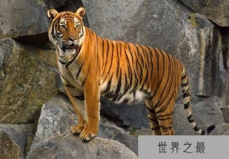 世界上最凶猛老虎排名，东北虎实力最强(是体重最大猫科动物)