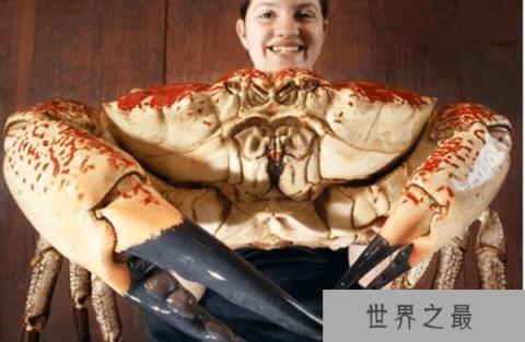 【世界上最重的螃蟹，皇帝蟹(又名巨大拟滨蟹)重达】图1