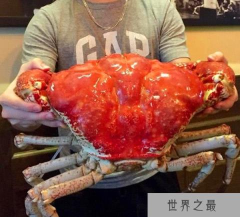 【世界上最重的螃蟹，皇帝蟹(又名巨大拟滨蟹)重达】图2