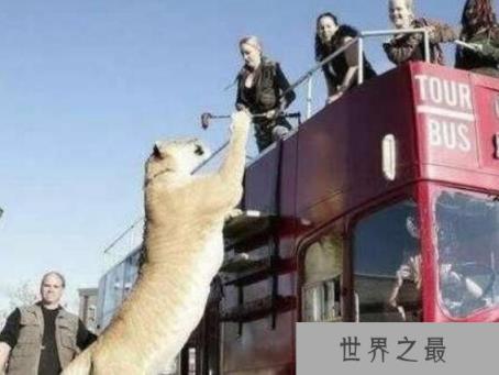 世界上最大的猫科动物,狮子和老虎杂交产物狮虎兽(体积是老虎两倍)