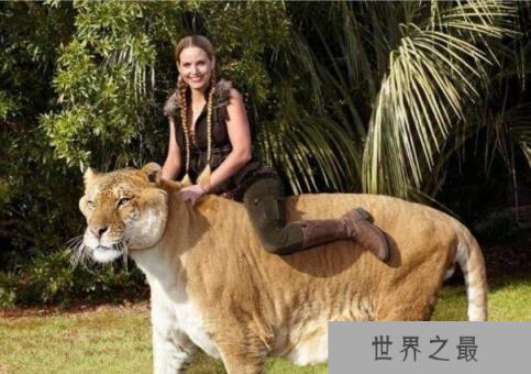 世界上最大的猫科动物,狮子和老虎杂交产物狮虎兽(体积是老虎两倍)