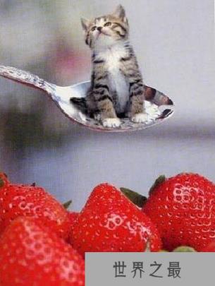 世界上最大的猫科动物,狮子和老虎杂交产物狮虎兽(体积是老虎两倍)