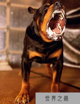 世界上最厉害的狗排名，藏獒屈居第二(第一是“美国斗兽场牛头梗”)