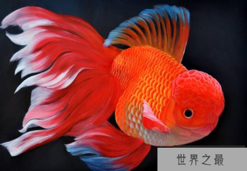 冷水鱼观赏鱼排行榜，适合新手养的冷水观赏鱼