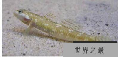 冷水鱼观赏鱼排行榜，适合新手养的冷水观赏鱼