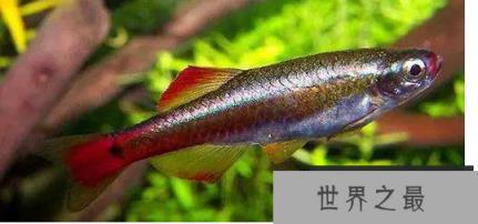 冷水鱼观赏鱼排行榜，适合新手养的冷水观赏鱼