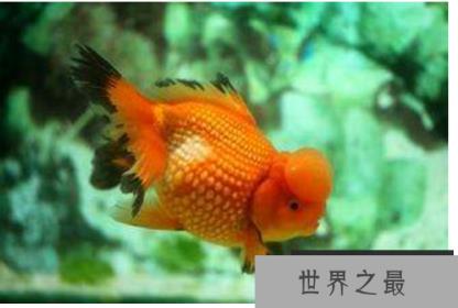 冷水鱼观赏鱼排行榜，适合新手养的冷水观赏鱼