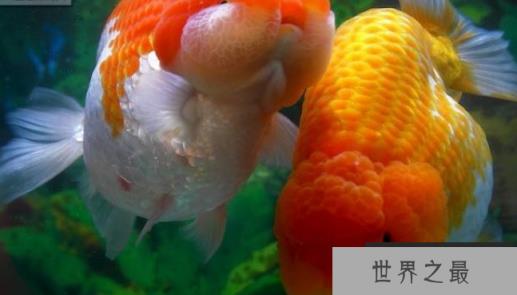 冷水鱼观赏鱼排行榜，适合新手养的冷水观赏鱼