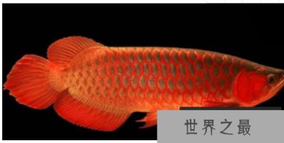 红龙鱼品种排行，红龙鱼的品种与区别 