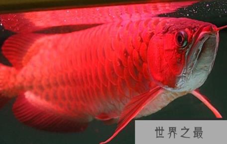 红龙鱼品种排行，红龙鱼的品种与区别 