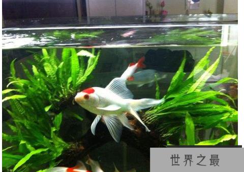 冷水鱼观赏鱼排行榜，适合新手养的冷水观赏鱼