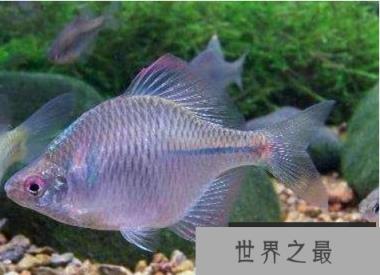 冷水鱼观赏鱼排行榜，适合新手养的冷水观赏鱼
