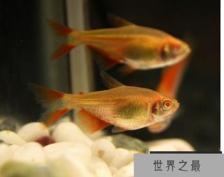 冷水鱼观赏鱼排行榜，适合新手养的冷水观赏鱼