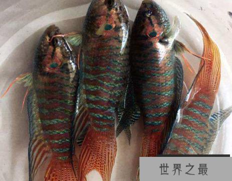 冷水鱼观赏鱼排行榜，适合新手养的冷水观赏鱼