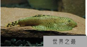 小型冷水观赏鱼排行榜，最好养的小型冷水鱼在这