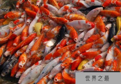 小型冷水观赏鱼排行榜，最好养的小型冷水鱼在这