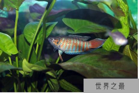 小型冷水观赏鱼排行榜，最好养的小型冷水鱼在这