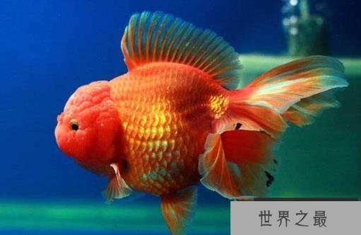 小型冷水观赏鱼排行榜，最好养的小型冷水鱼在这