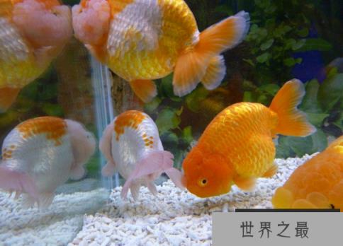 小型冷水观赏鱼排行榜，最好养的小型冷水鱼在这