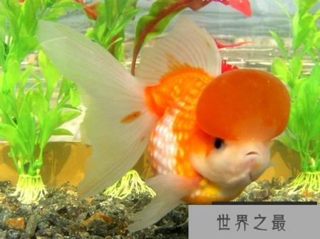 小型冷水观赏鱼排行榜，最好养的小型冷水鱼在这