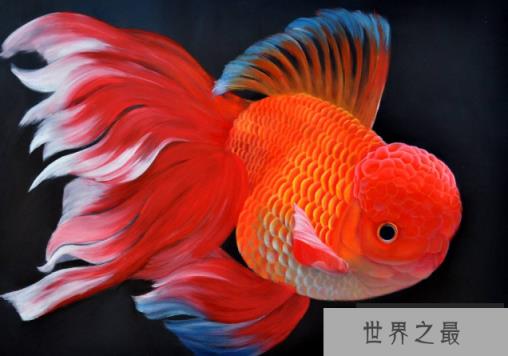 家中养什么鱼风水好？盘点十大风水鱼排名