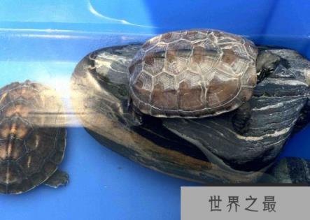 新手养什么龟比较好？十大最值得养的乌龟 