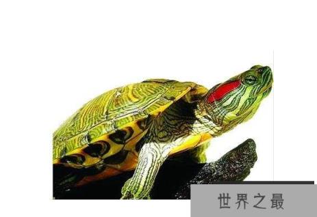 新手养什么龟比较好？十大最值得养的乌龟 