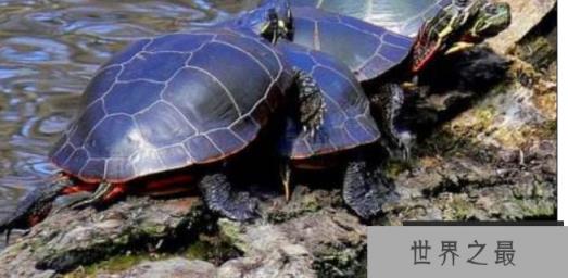 新手养什么龟比较好？十大最值得养的乌龟 
