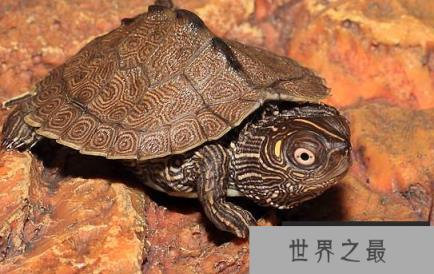 新手养什么龟比较好？十大最值得养的乌龟 