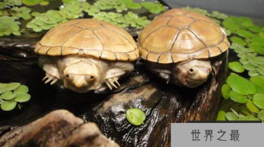 新手养什么龟比较好？十大最值得养的乌龟 