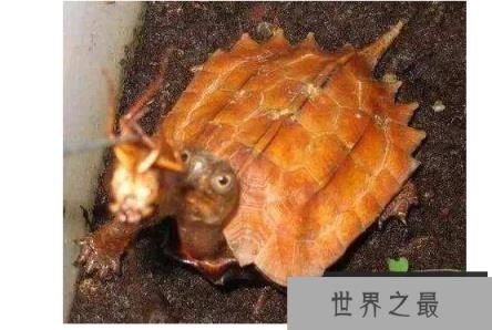 新手养什么龟比较好？十大最值得养的乌龟 