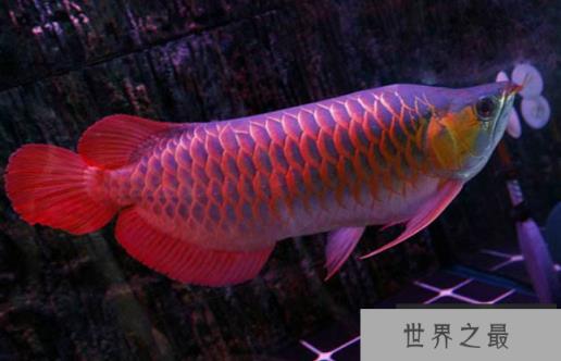 红龙鱼品种排行，红龙鱼的品种与区别 