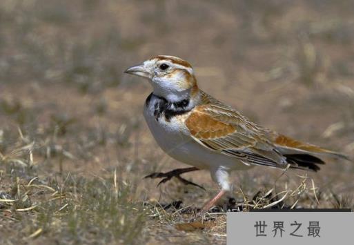 十大笼养鸟，大家最爱养的宠物鸟在这