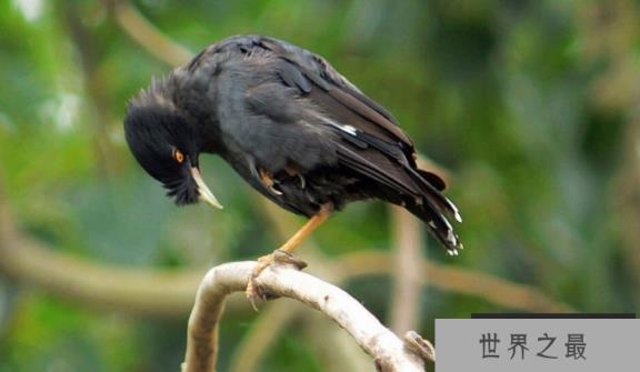 十大笼养鸟，大家最爱养的宠物鸟在这