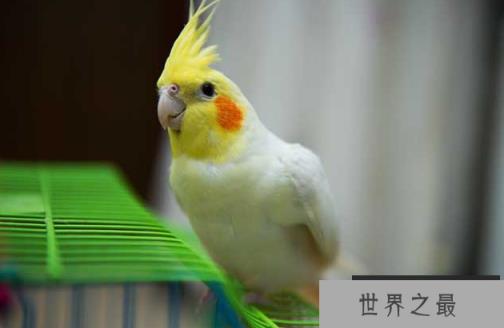 十大笼养鸟，大家最爱养的宠物鸟在这