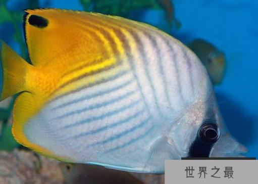 十种最漂亮的热带鱼，世界上最美的热带鱼（附图片）