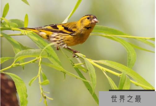 十大笼养鸟，大家最爱养的宠物鸟在这