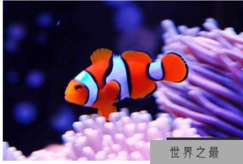 十种最漂亮的热带鱼，世界上最美的热带鱼（附图片）