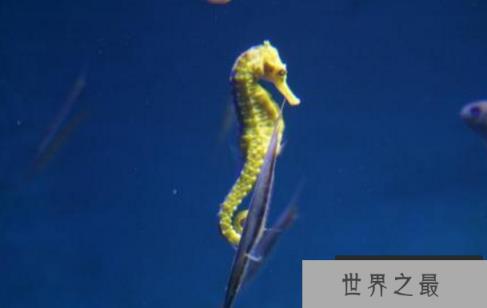 十种最漂亮的热带鱼，世界上最美的热带鱼（附图片）