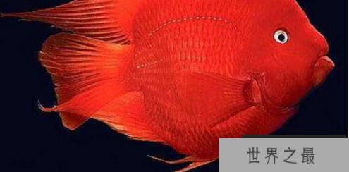 十种最漂亮的热带鱼，世界上最美的热带鱼（附图片）