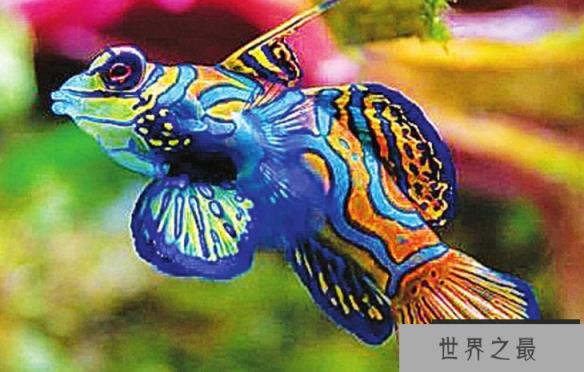 十种最漂亮的热带鱼，世界上最美的热带鱼（附图片）