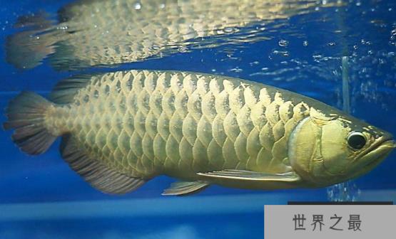 十种最漂亮的热带鱼，世界上最美的热带鱼（附图片）