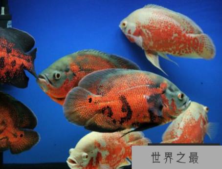 十种最漂亮的热带鱼，世界上最美的热带鱼（附图片）