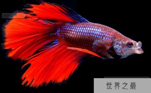 十种最漂亮的热带鱼，世界上最美的热带鱼（附图片）