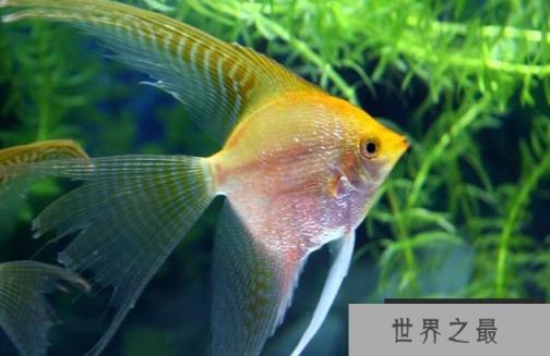 十种最漂亮的热带鱼，世界上最美的热带鱼（附图片）